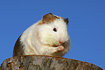 kleintierfotos meerschwein_-_glatthaarig