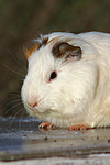 kleintierfotos meerschwein_-_glatthaarig