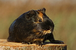 kleintierfotos meerschwein_-_glatthaarig