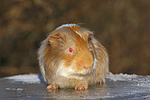 kleintierfotos meerschwein_-_glatthaarig