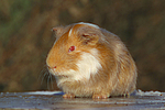 kleintierfotos meerschwein_-_glatthaarig