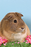 kleintierfotos meerschwein_-_glatthaarig