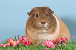 kleintierfotos meerschwein_-_glatthaarig