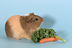 kleintierfotos meerschwein_-_glatthaarig