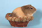 kleintierfotos meerschwein_-_glatthaarig