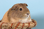kleintierfotos meerschwein_-_glatthaarig