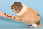 kleintierfotos meerschwein_-_glatthaarig
