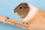 kleintierfotos meerschwein_-_glatthaarig