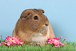 kleintierfotos meerschwein_-_glatthaarig