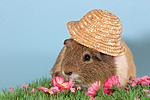 kleintierfotos meerschwein_-_glatthaarig