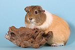 kleintierfotos meerschwein_-_glatthaarig