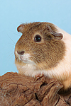 kleintierfotos meerschwein_-_glatthaarig
