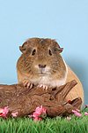 kleintierfotos meerschwein_-_glatthaarig
