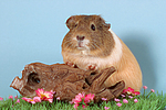 kleintierfotos meerschwein_-_glatthaarig