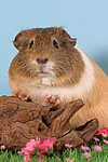 kleintierfotos meerschwein_-_glatthaarig