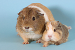 kleintierfotos meerschwein_-_glatthaarig