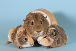 kleintierfotos meerschwein_-_glatthaarig