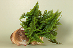 kleintierfotos meerschwein_-_glatthaarig