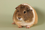 kleintierfotos meerschwein_-_glatthaarig