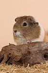 kleintierfotos meerschwein_-_glatthaarig