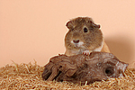 kleintierfotos meerschwein_-_glatthaarig