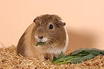 kleintierfotos meerschwein_-_glatthaarig