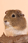 kleintierfotos meerschwein_-_glatthaarig