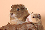 kleintierfotos meerschwein_-_glatthaarig