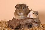 kleintierfotos meerschwein_-_glatthaarig