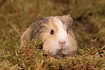 kleintierfotos meerschwein_-_glatthaarig