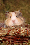 kleintierfotos meerschwein_-_glatthaarig