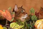 katzenfotos somali