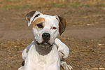 hundefotos american_staffordshire_terrier