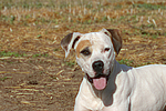 hundefotos american_staffordshire_terrier
