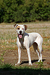 hundefotos american_staffordshire_terrier
