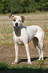 hundefotos american_staffordshire_terrier