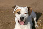 hundefotos american_staffordshire_terrier