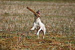 hundefotos american_staffordshire_terrier