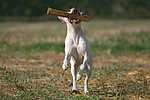 hundefotos american_staffordshire_terrier