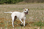 hundefotos american_staffordshire_terrier