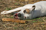 hundefotos american_staffordshire_terrier