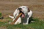 hundefotos american_staffordshire_terrier
