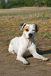 hundefotos american_staffordshire_terrier