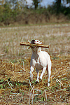 hundefotos american_staffordshire_terrier