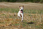 hundefotos american_staffordshire_terrier