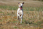 hundefotos american_staffordshire_terrier