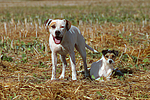 hundefotos american_staffordshire_terrier