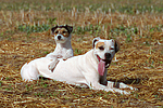 hundefotos american_staffordshire_terrier