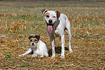 hundefotos american_staffordshire_terrier