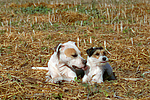 hundefotos american_staffordshire_terrier